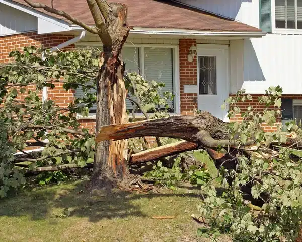 a-fallen-tree-after-tree-removal-service