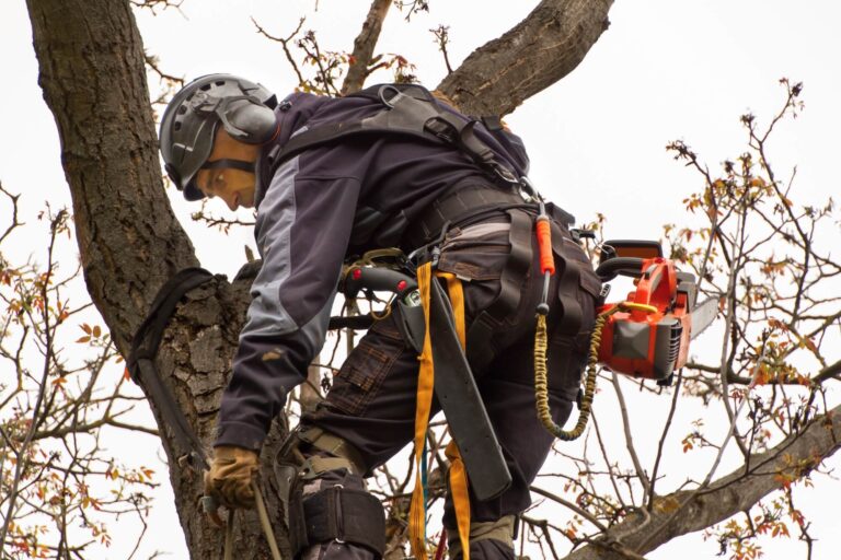 arborist-safety-gear