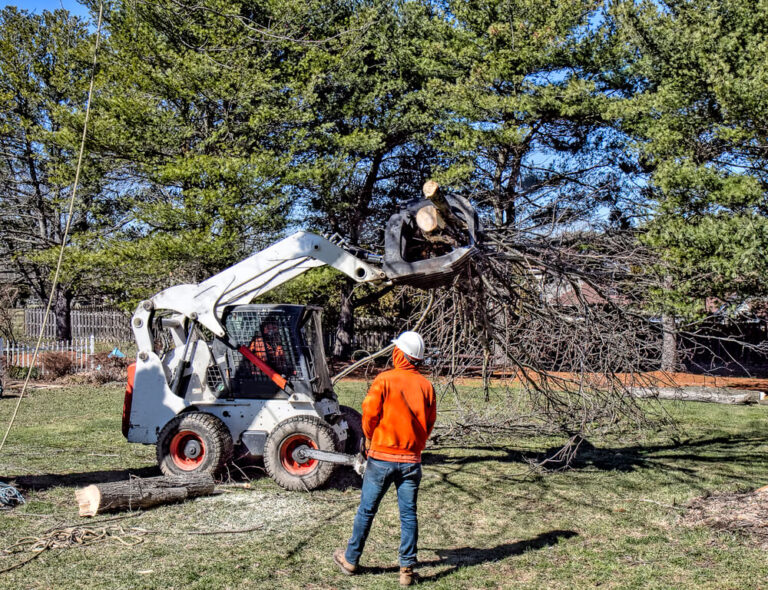 removal-tree