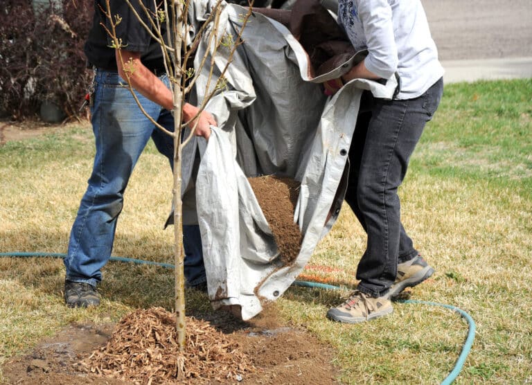 tree planting