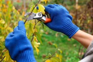 Tree-Pruning