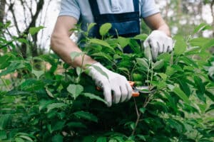 Tree-Pruning-Services