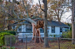 Damaged-Trees