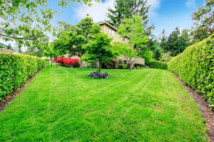 Tree-Summer-Care-Strategies