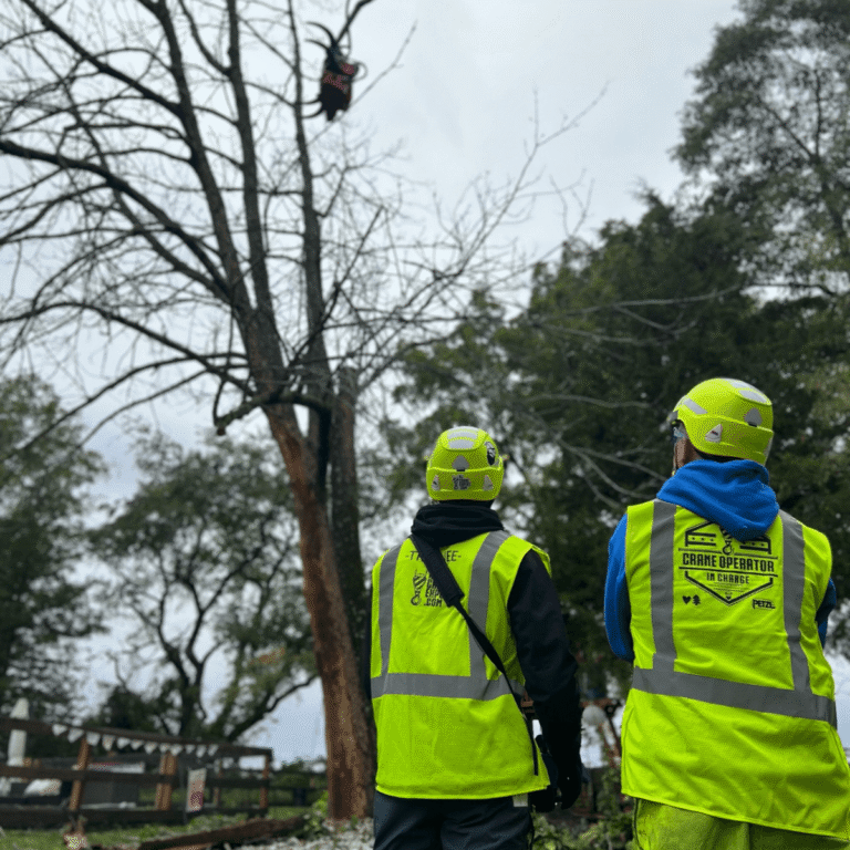 Hazardous tree limb removal near power lines in New Orleans LA