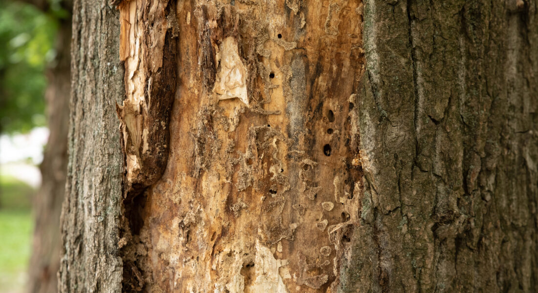 A tree featuring a bark hole highlighting termite infestation and the resulting deterioration of its natural form