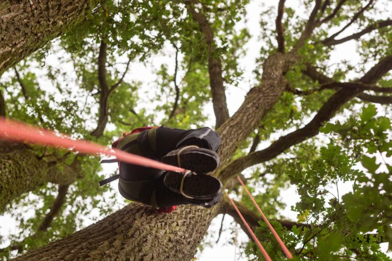 low angle view of person climbing tree with rope