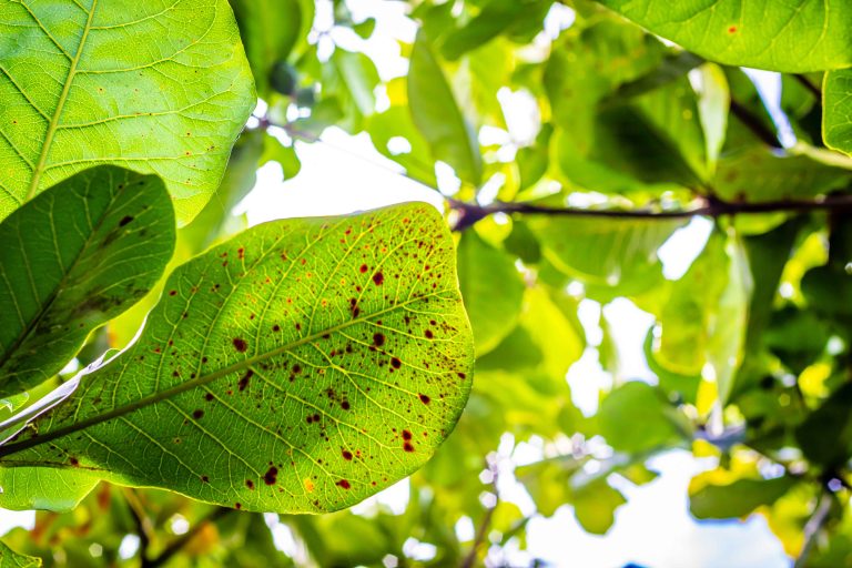 discolored leaves