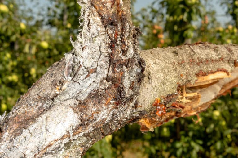 Tree-Diseases-A-Perfect-Cut-Tree