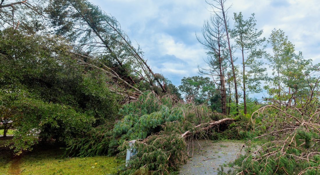 How to Prepare Your Trees for Storm Season