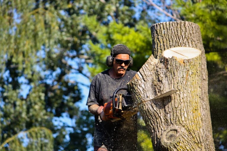 tree removal service