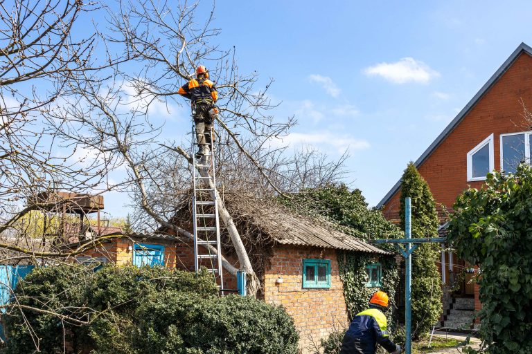 tree trimming