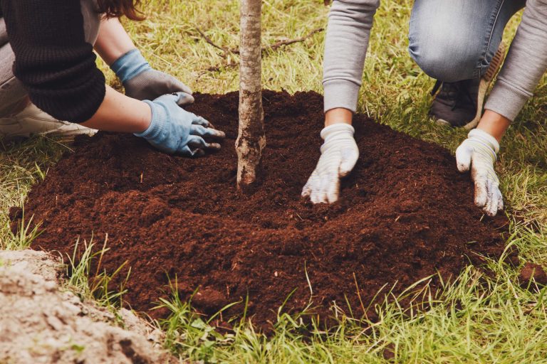 young-couple-putting-mulch-on-young-trees