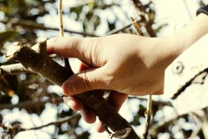 Closeup-of-male-gardener-working-with-green-plants-at-daytime