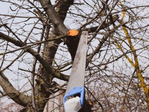 Cutting-a-dead-tree-branch-with-a-hand-garden-saw