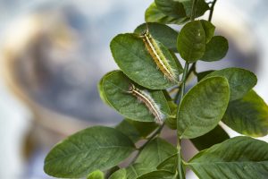 Toxic gypsy moths on leaves