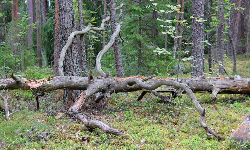 fallen tree emergencies forest with old dry tree