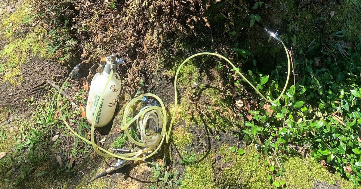 Tree Preservation in New Orleans, LA