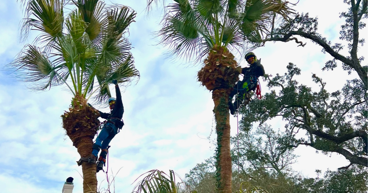 Arborist carefully pruning a flowering shrub in a residential yard in New Orleans.