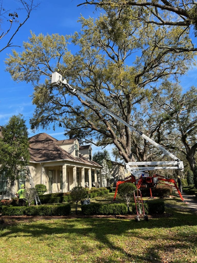 Safe Tree Trimming
