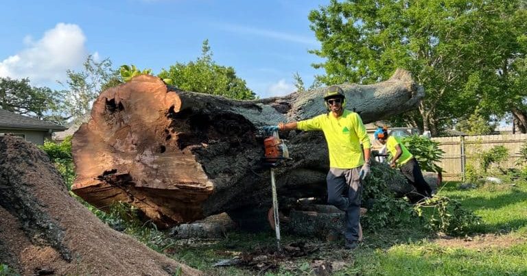 deforestation