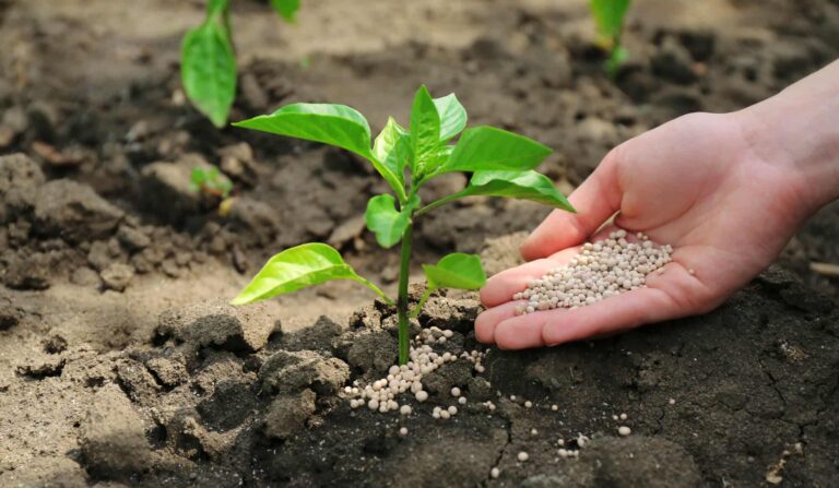 Putting-fertilizer