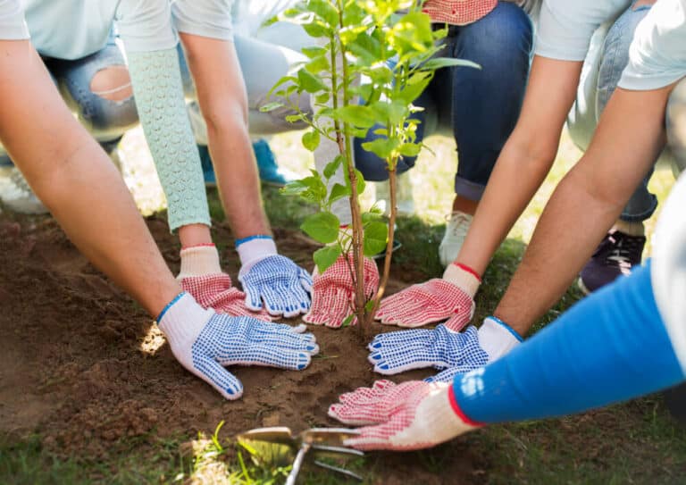 Tree-Planting-A-Perfect-Cut-Tree