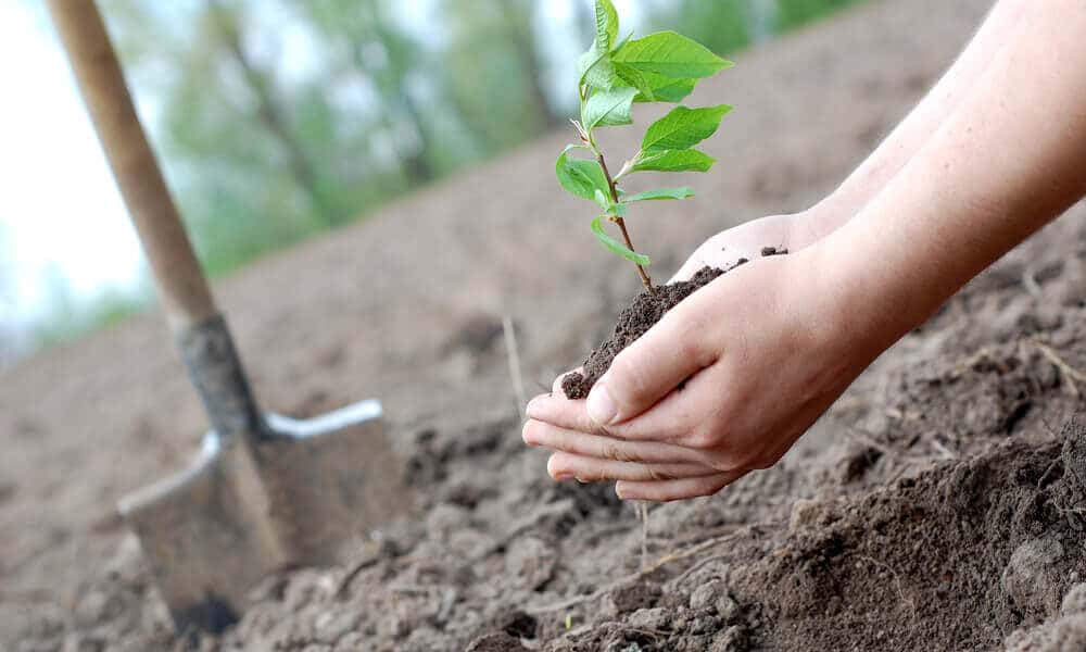 Tree-Preservation-A-Perfect-Cut-Tree