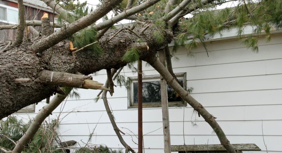 fallen tree house