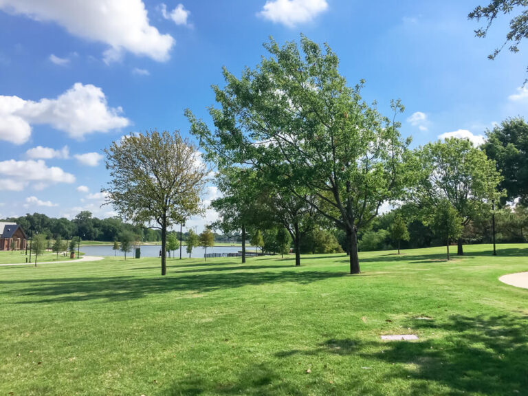 Mature Healthy Trees