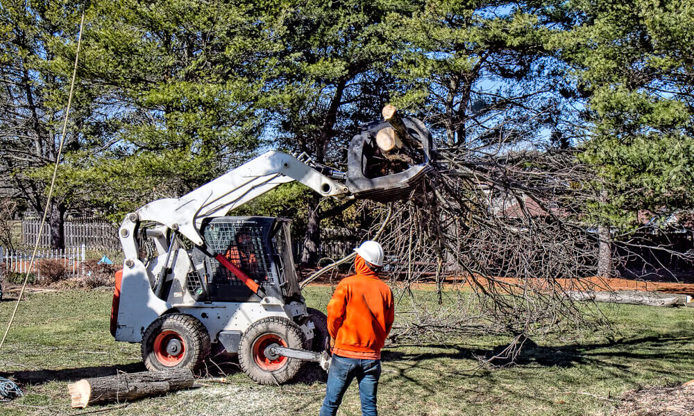 removal-tree