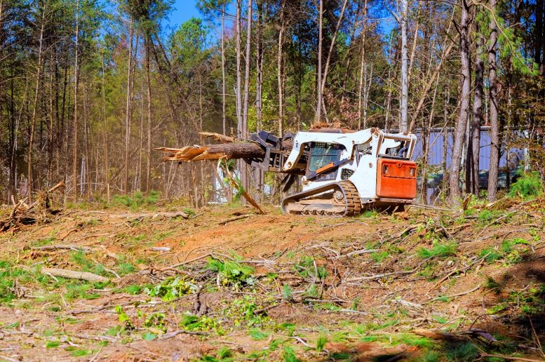 trees are uprooted when a to prepare land for cons