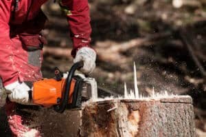 stump removal