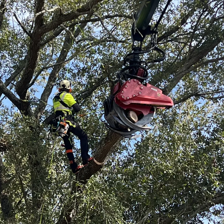 Certified arborist providing professional tree service in Jefferson, LA, near residential homes.