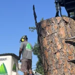 Certified arborist inspecting a hazardous leaning tree before storm season to help prevent property damage