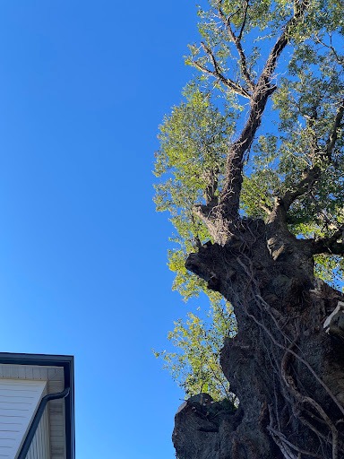 tree service metairie la by A Perfect Cut