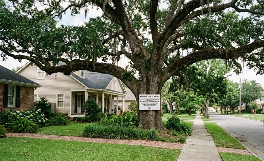 Image Alt Text: Mature live oak in a Metairie neighborhood subject to local tree removal regulations